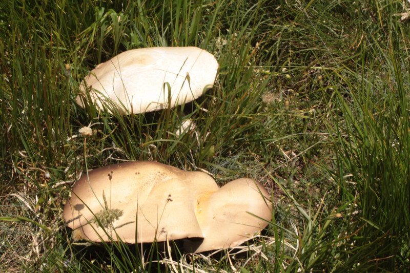 in alta quota nei miei Sibillini